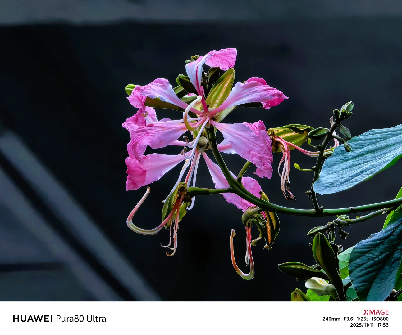 【捕捉冬日小确幸】紫荆花冬日里，小区里