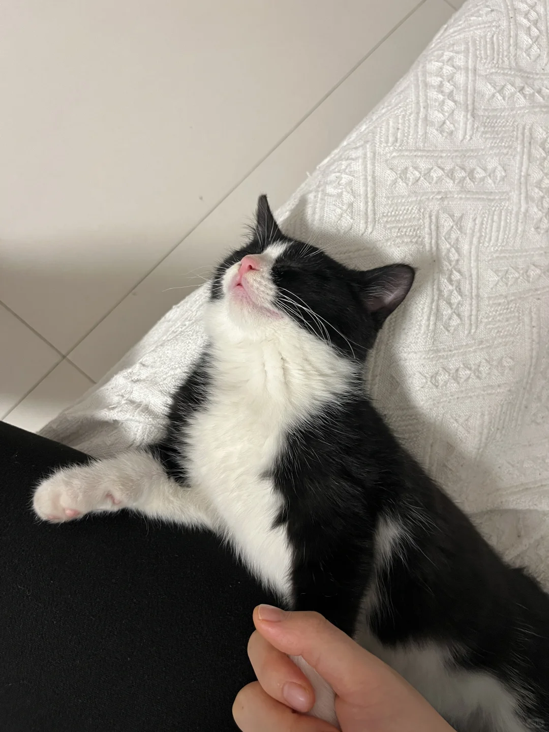 去养奶牛猫猫吧