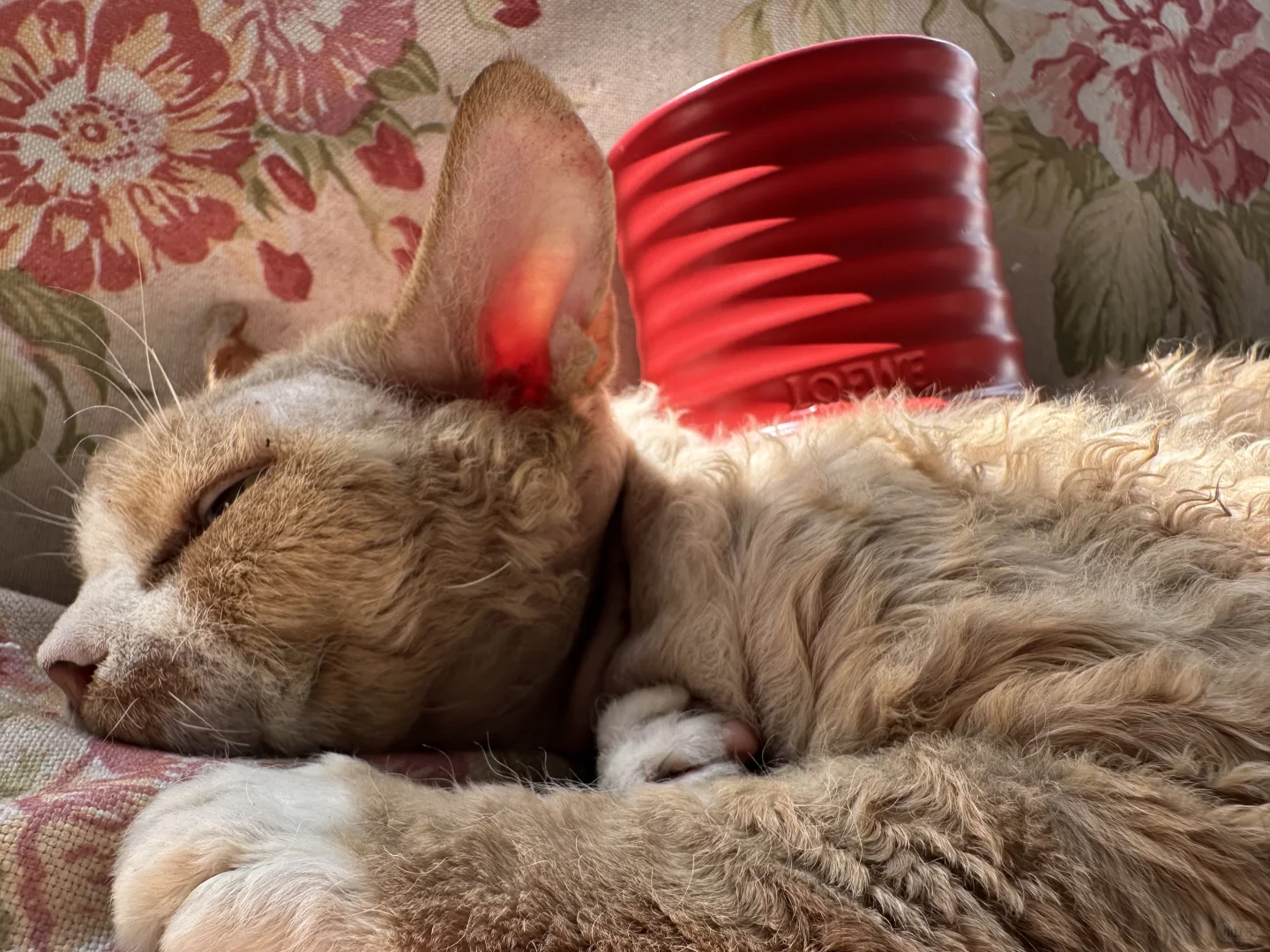 plog好美！我说这张脸