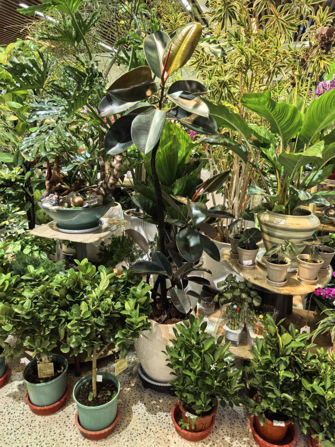 乌海森系大型花店、乌海汇林花卉园艺中心