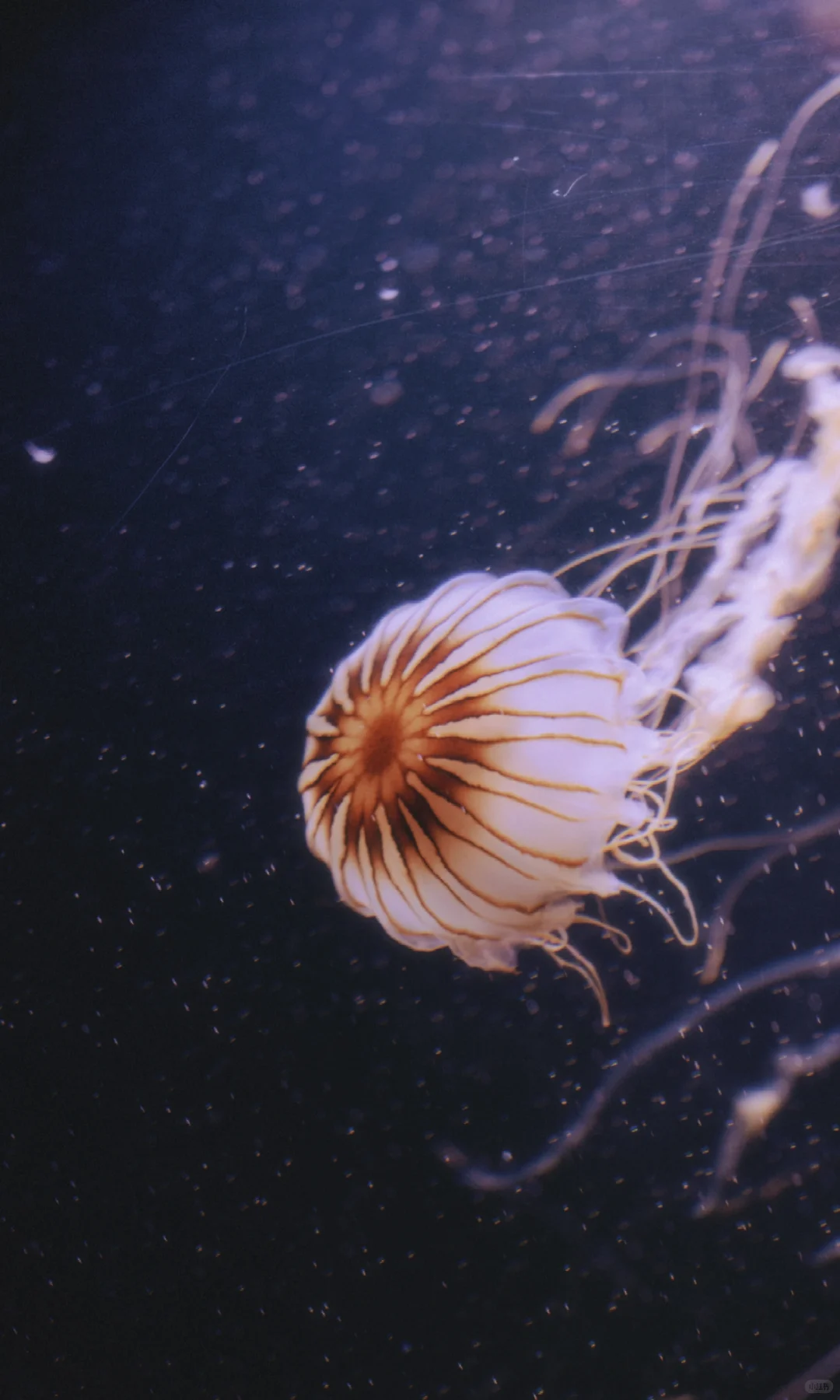 水母的坠落｜深海里的星空跌进人间