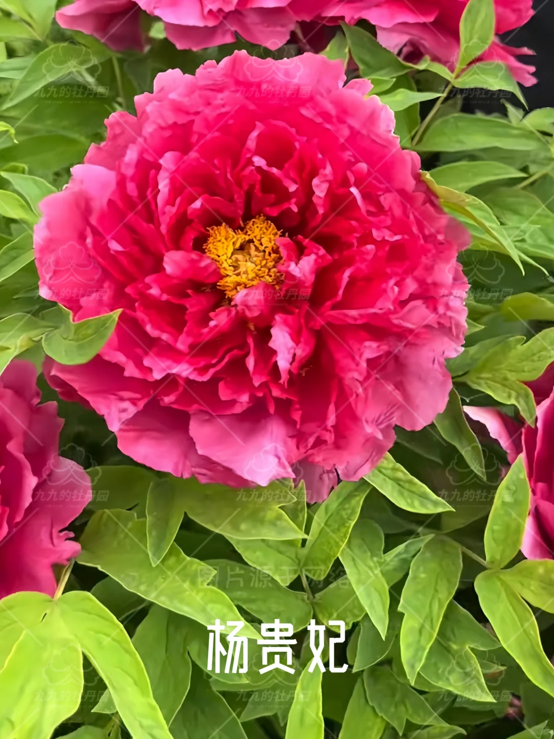 回眸一笑百媚生 六宫粉黛无颜色｜杨贵妃