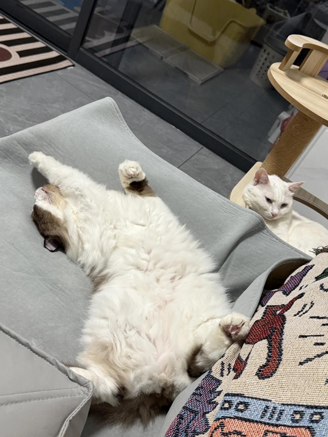 猫咪各种乱七八糟的睡姿