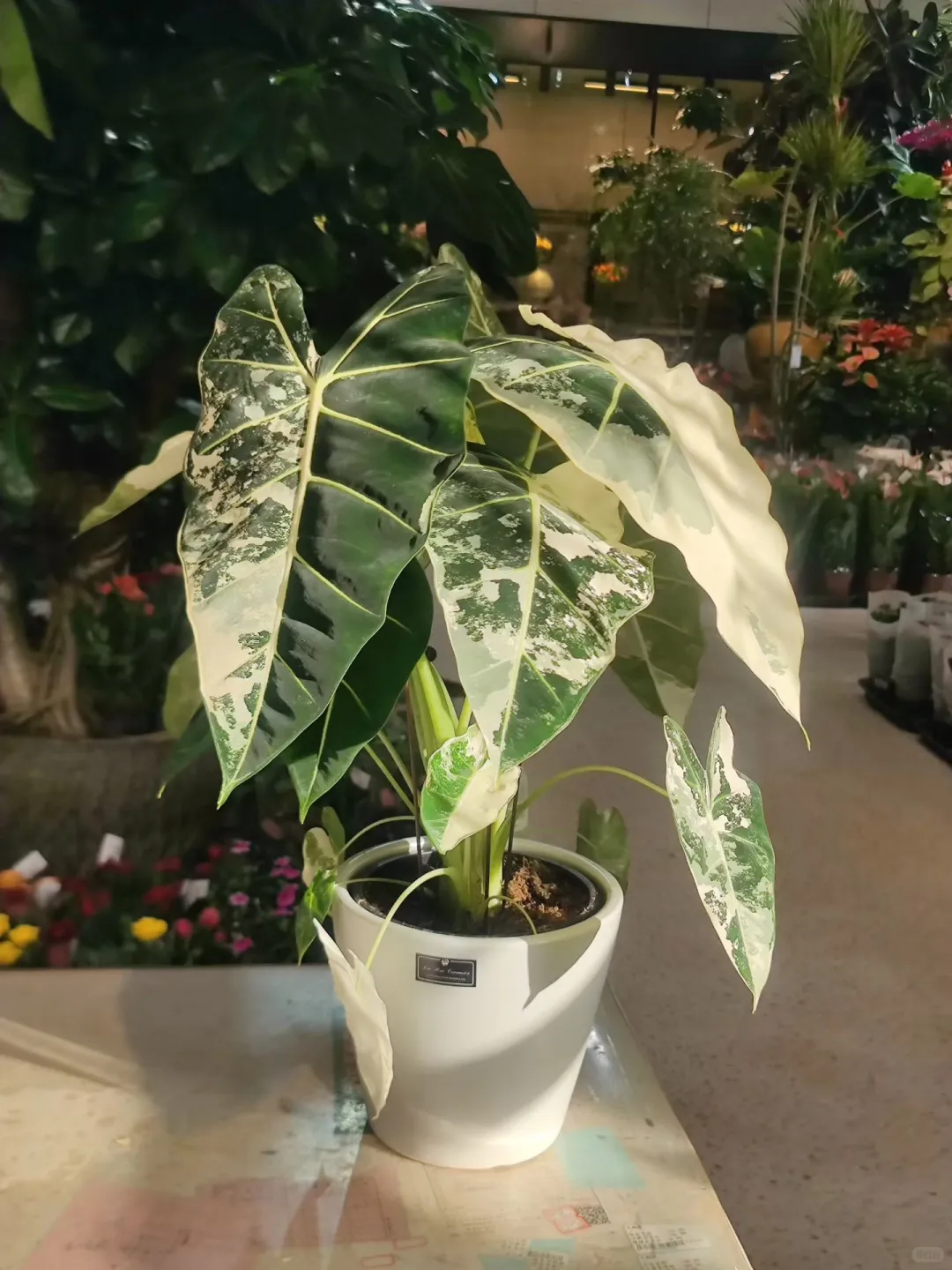 乌海森系大型花店、乌海汇林花卉园艺中心