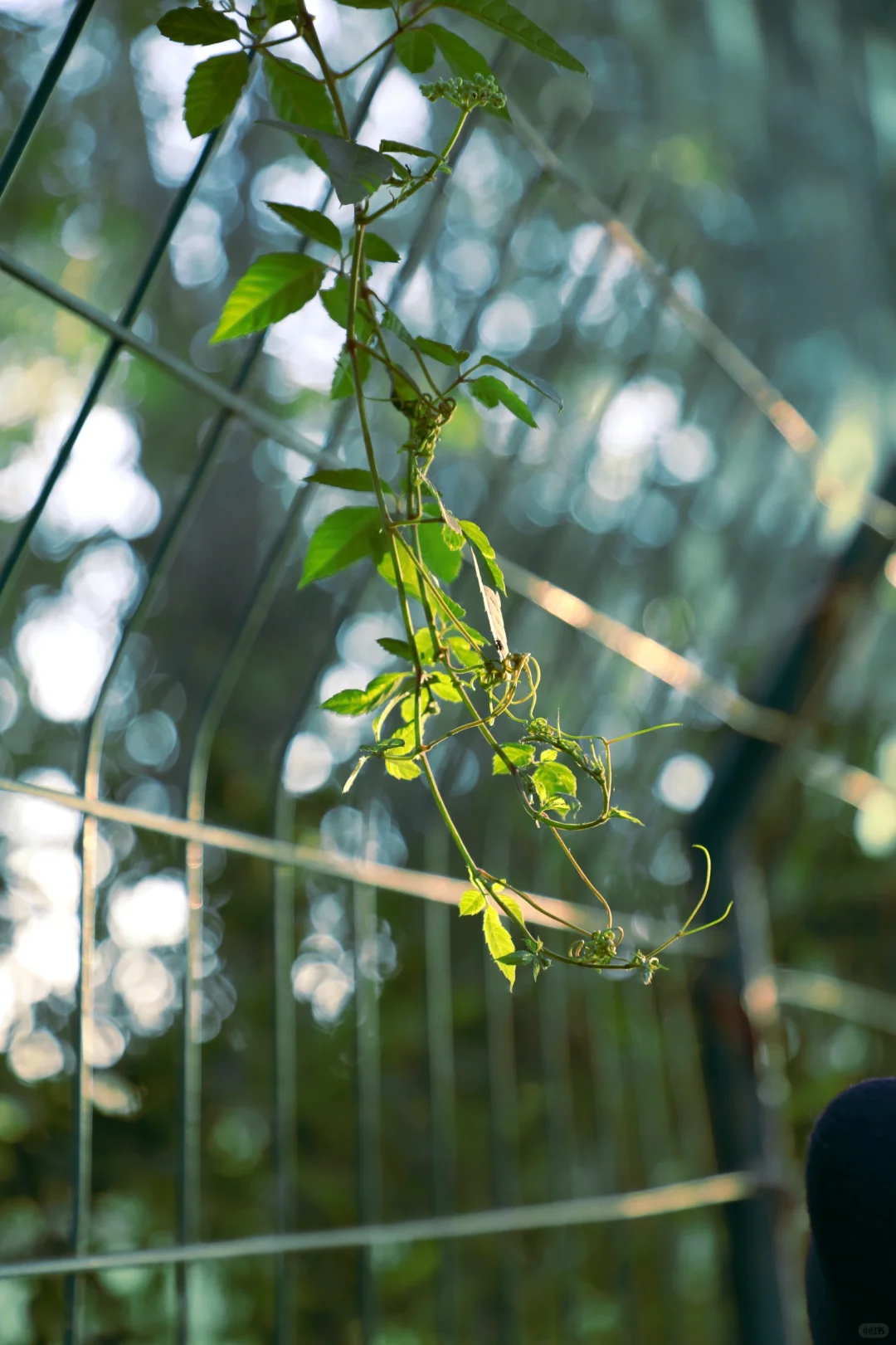 石家庄陪拍｜今天是水手服小姐！