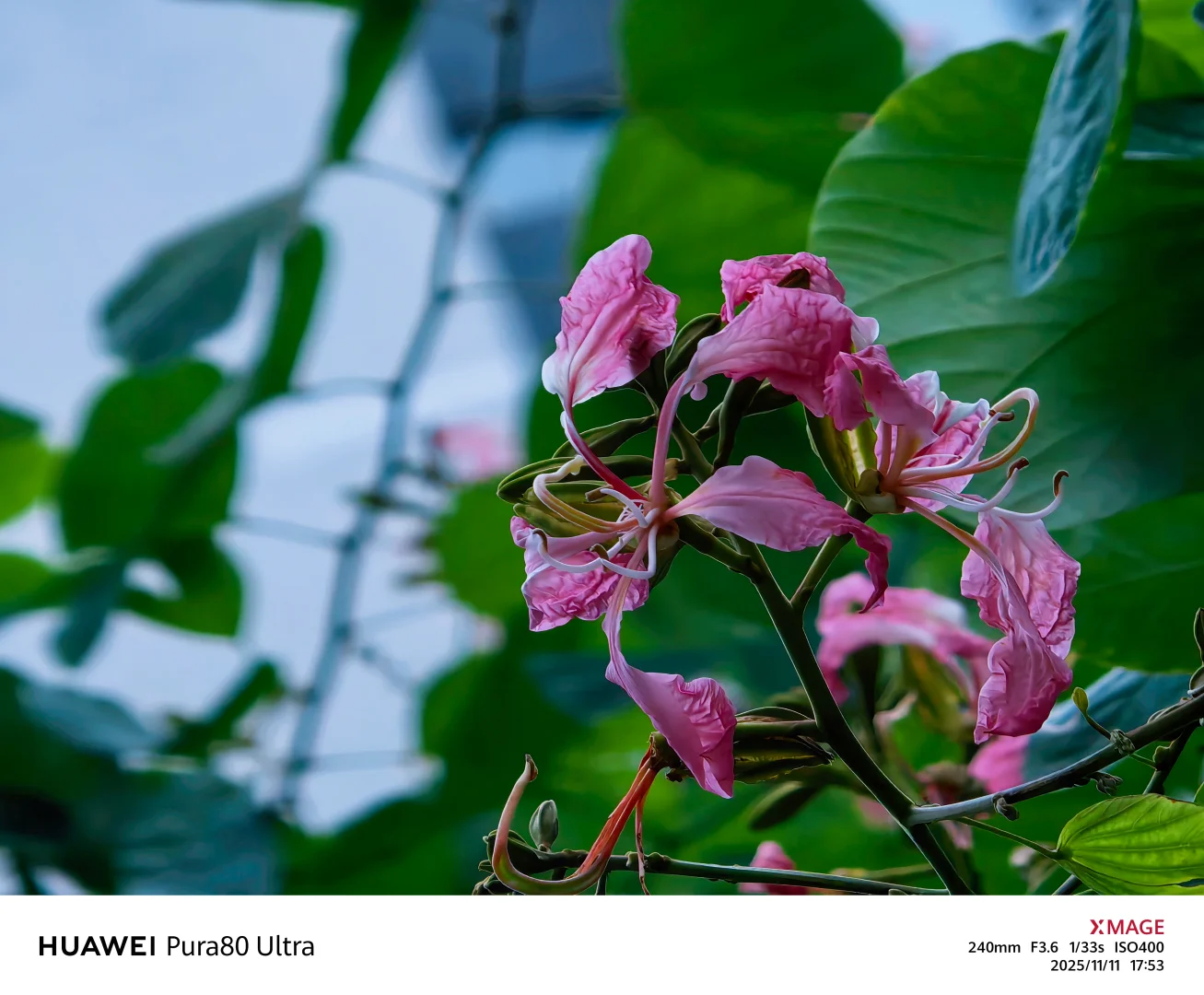 【捕捉冬日小确幸】紫荆花冬日里，小区里