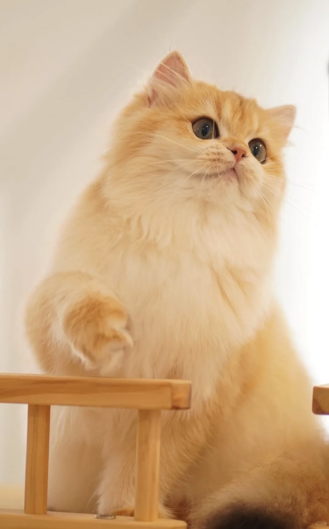 人！快来给猫的美照点赞～