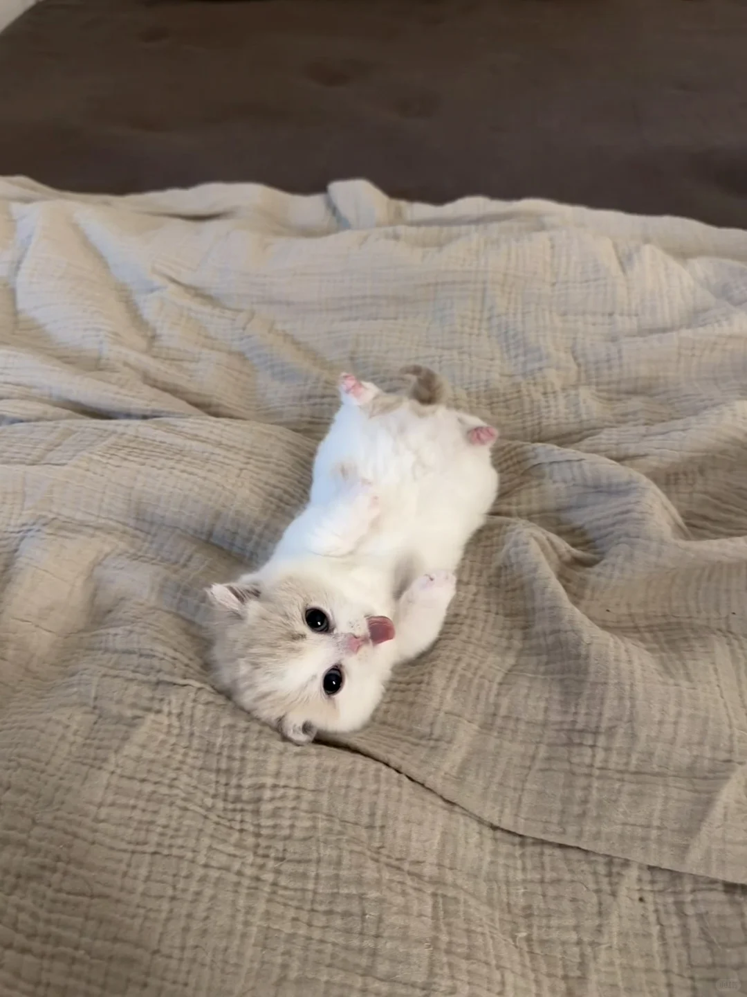 小猫的最佳赏味期～