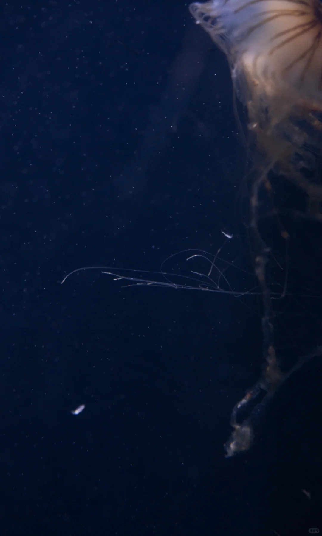 水母的坠落｜深海里的星空跌进人间