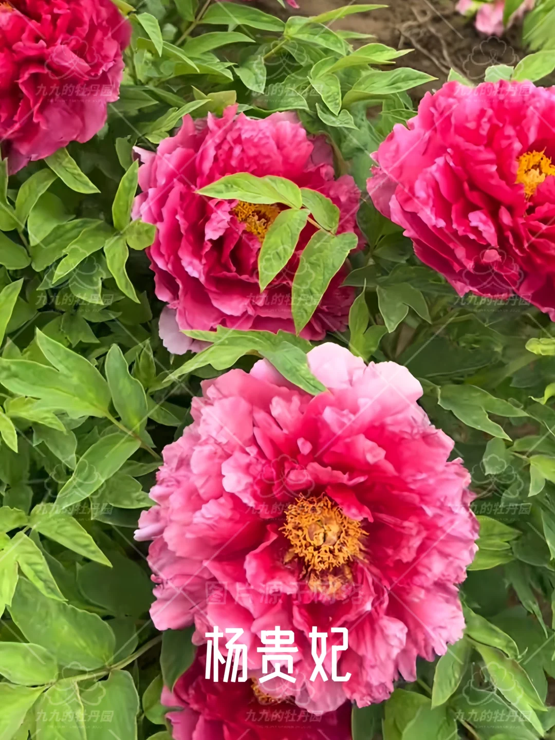 回眸一笑百媚生 六宫粉黛无颜色｜杨贵妃