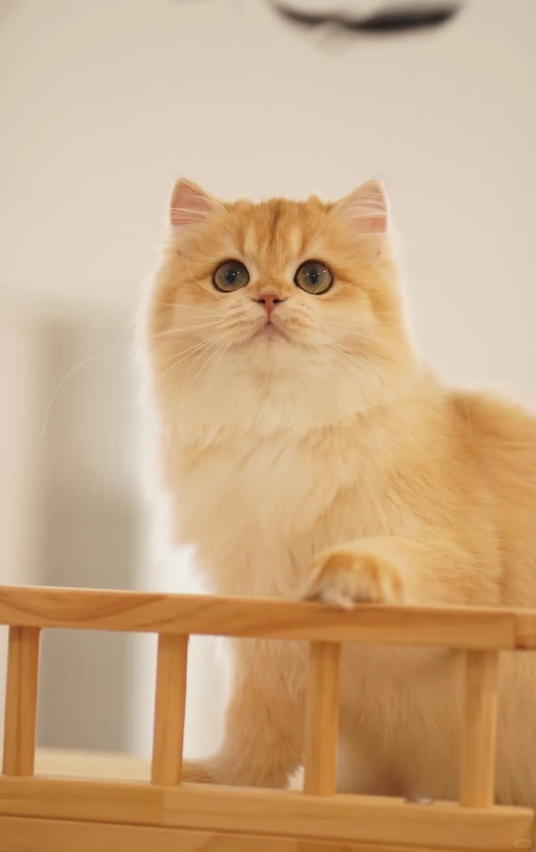 人！快来给猫的美照点赞～