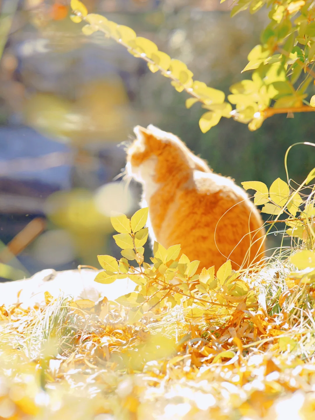 信我吧！北京的秋天遇上猫将是绝杀🍂