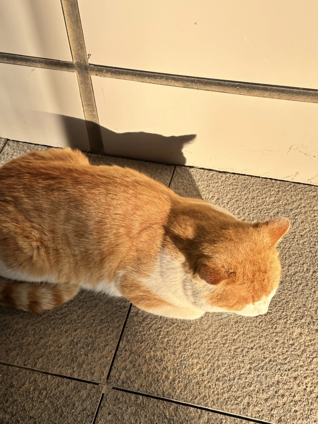 Esfj｜女大 一周plog碎碎念