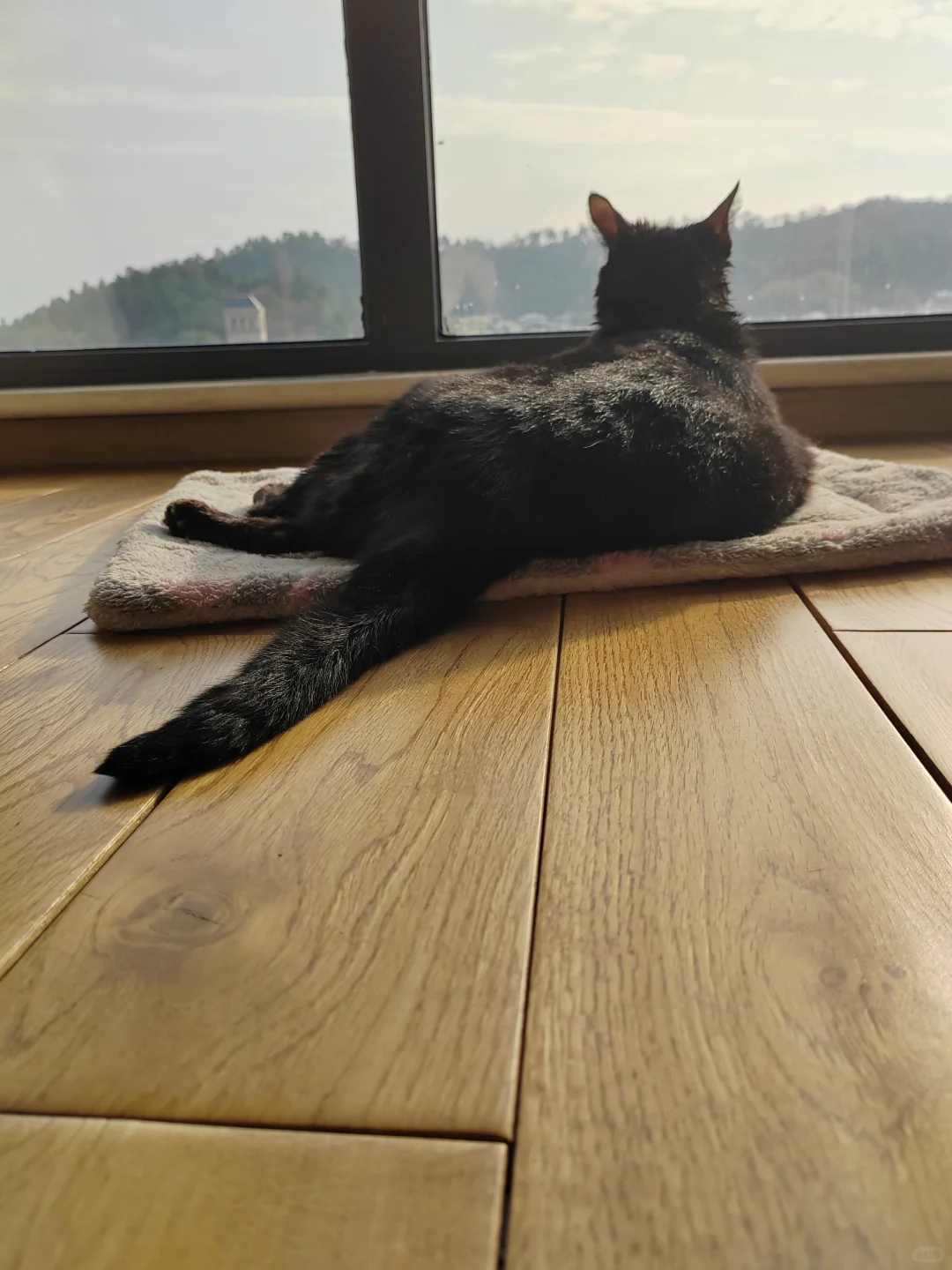 大黑离开的第七十天