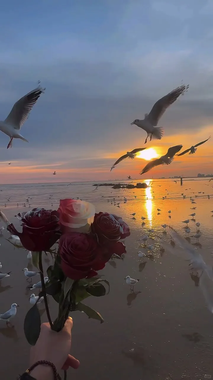 信风子动态转场壁纸