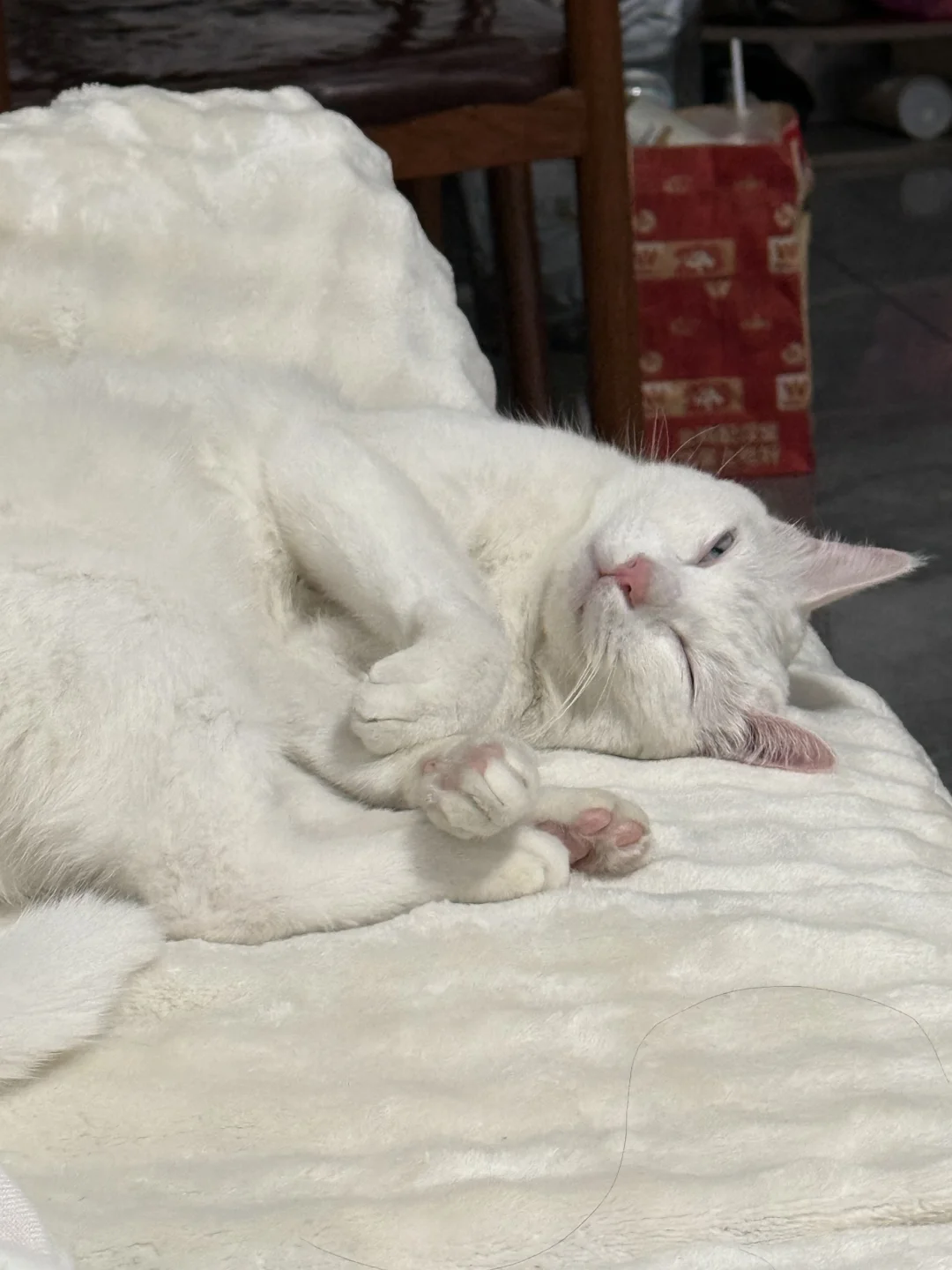 猫咪各种乱七八糟的睡姿