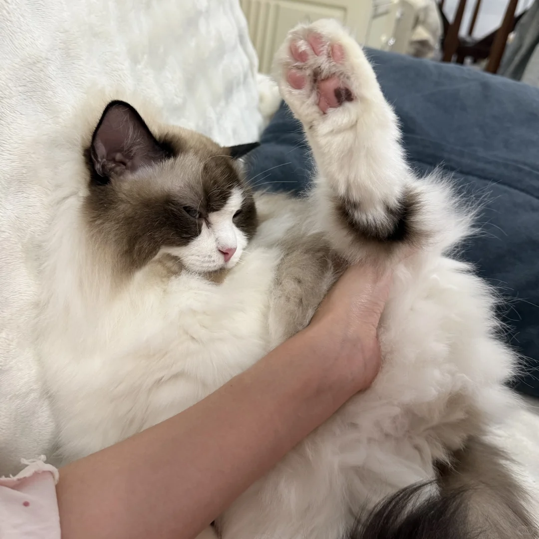 猫咪各种乱七八糟的睡姿