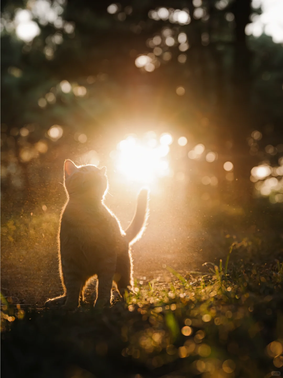 信我吧！北京的秋天遇上猫将是绝杀🍂