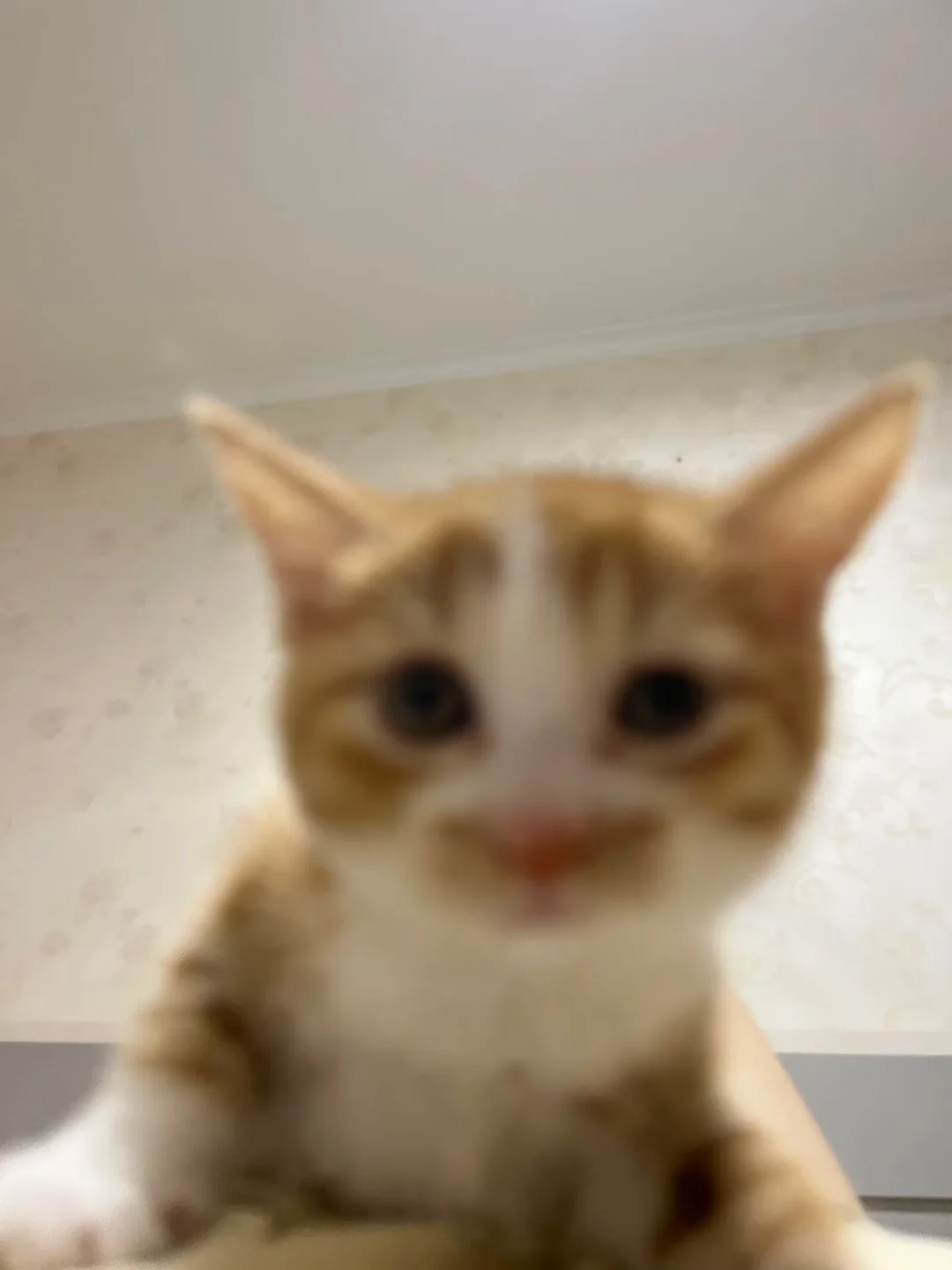 小鸡刚到家美照留存～