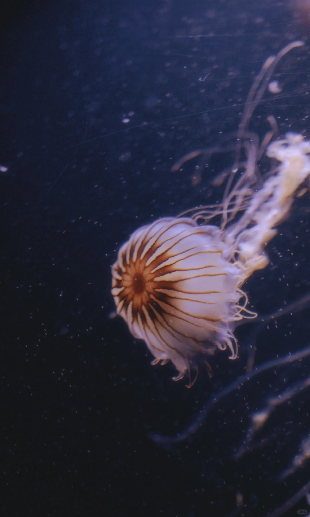 水母的坠落｜深海里的星空跌进人间