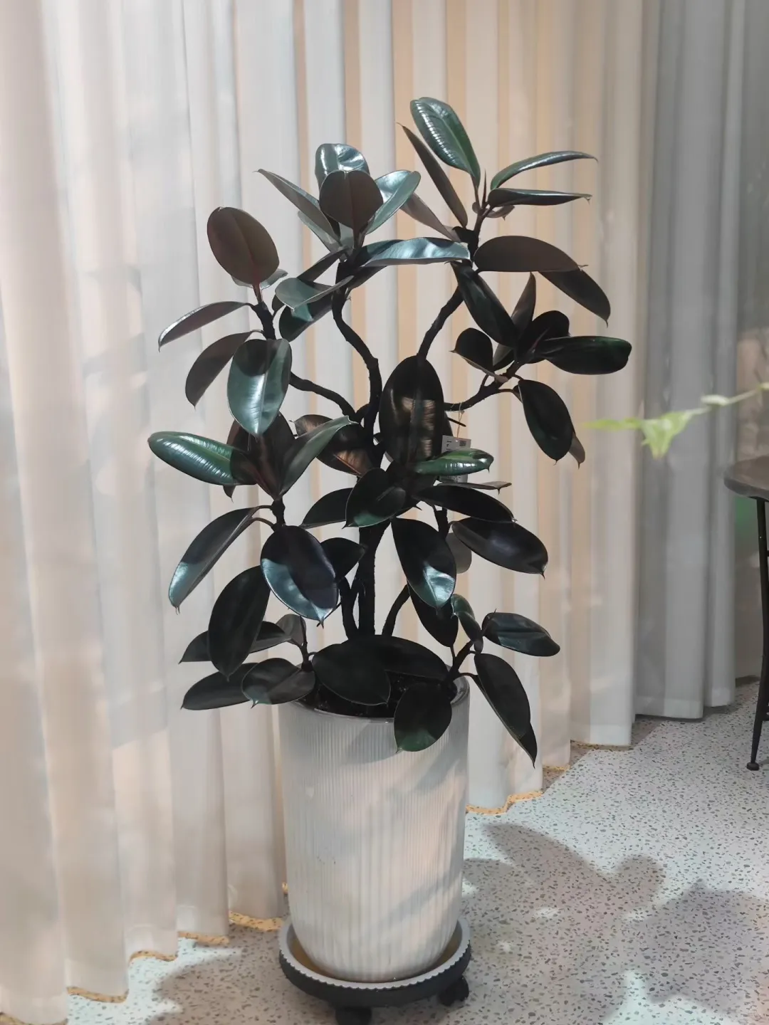 乌海森系大型花店、乌海汇林花卉园艺中心