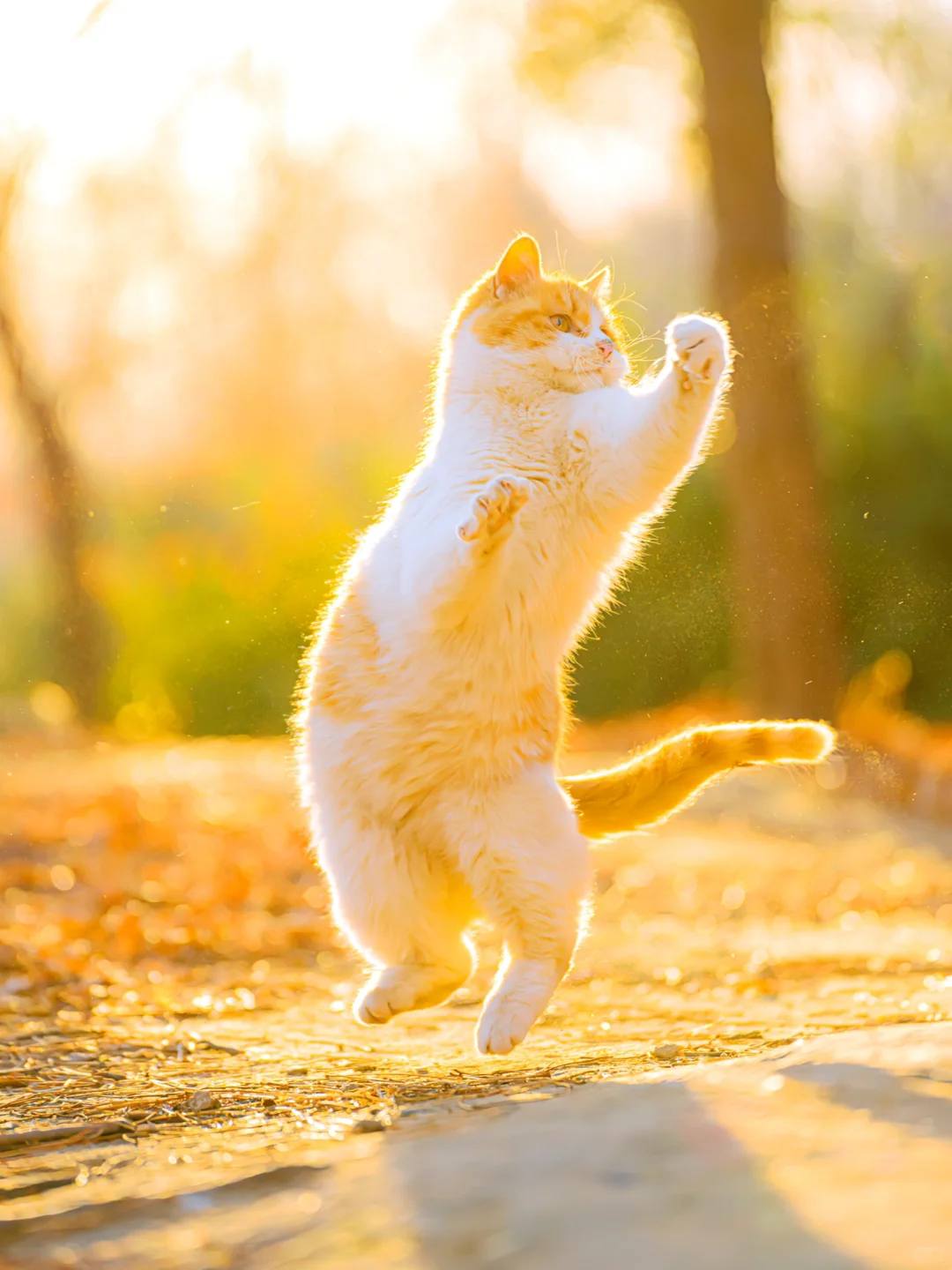 信我吧！北京的秋天遇上猫将是绝杀🍂