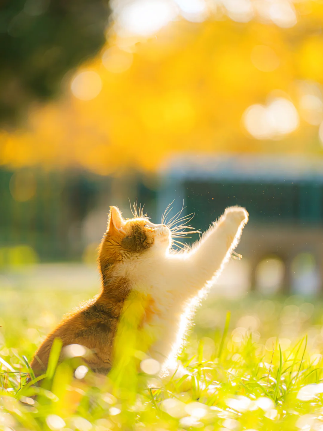 信我吧！北京的秋天遇上猫将是绝杀🍂