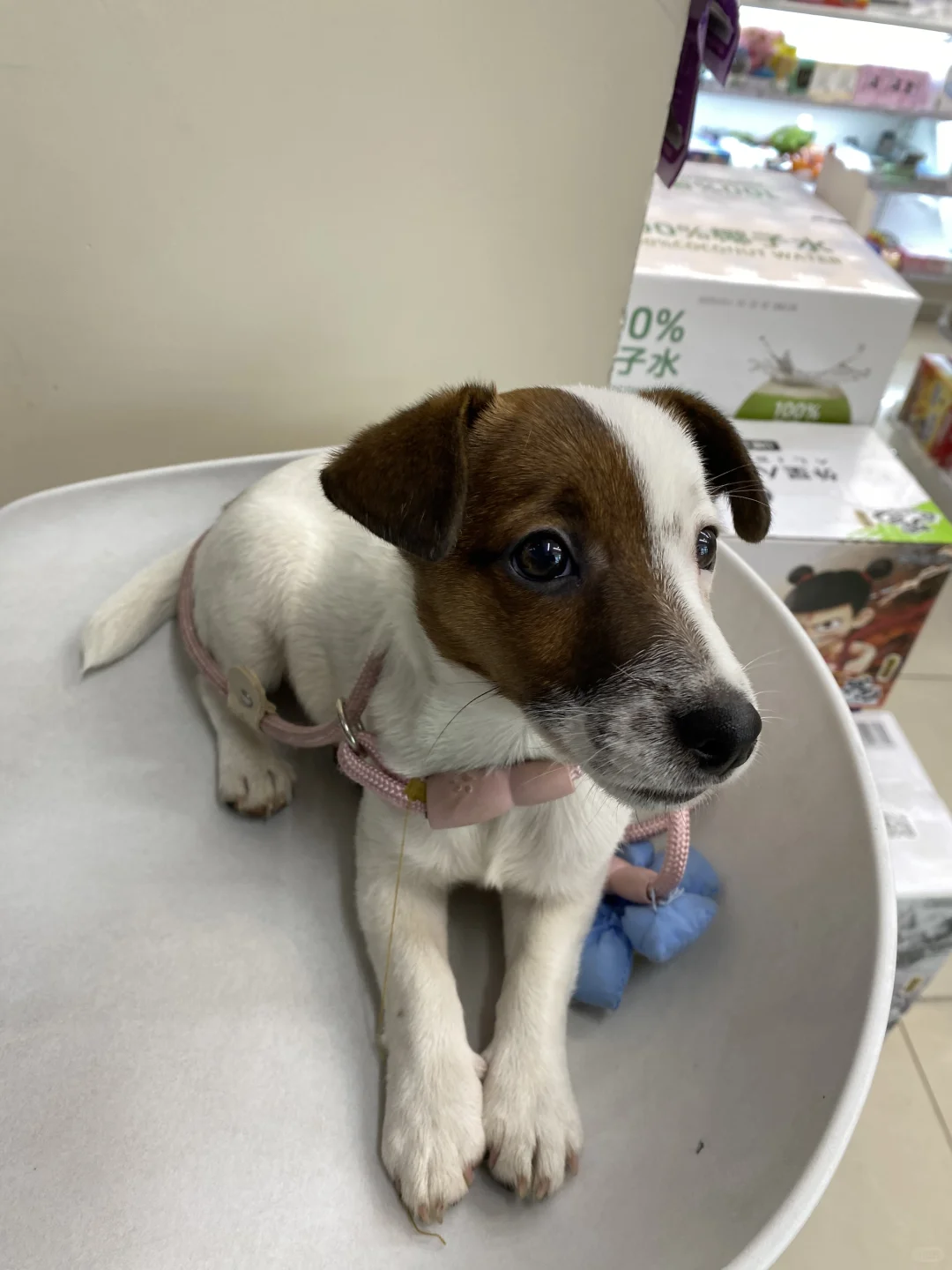 坏女孩的写真集