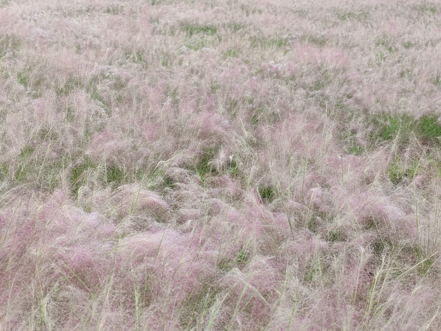 生活中的小确幸|雨后的粉黛娇艳欲滴