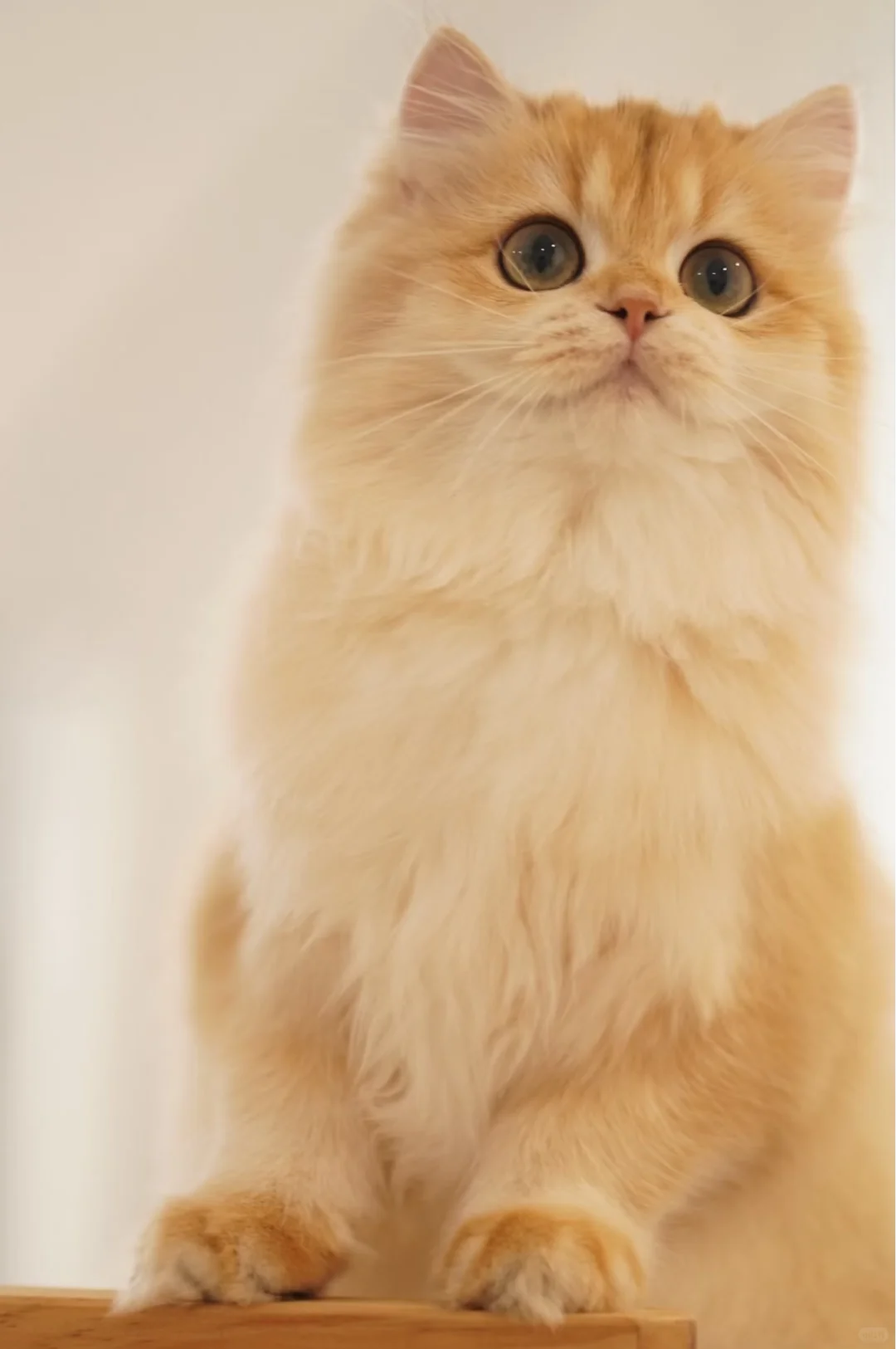 人！快来给猫的美照点赞～