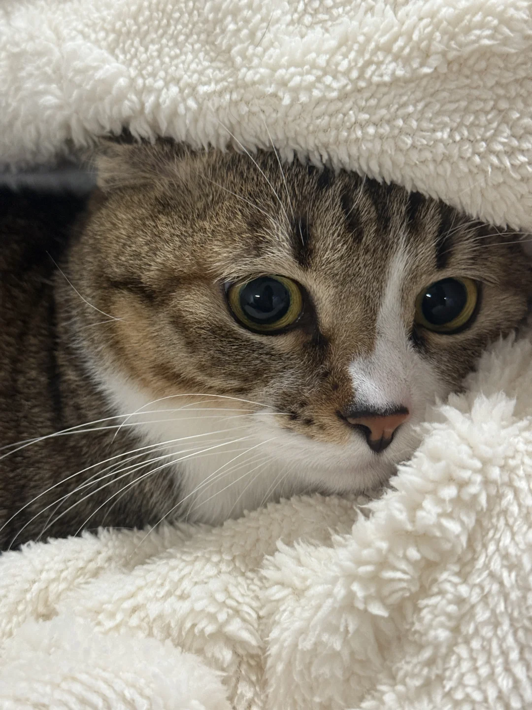 只是亿点点胖啦～