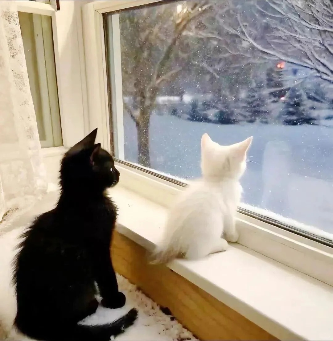 𝙒𝙚𝘾𝙝𝙖𝙩背景图｜小众小猫背景图