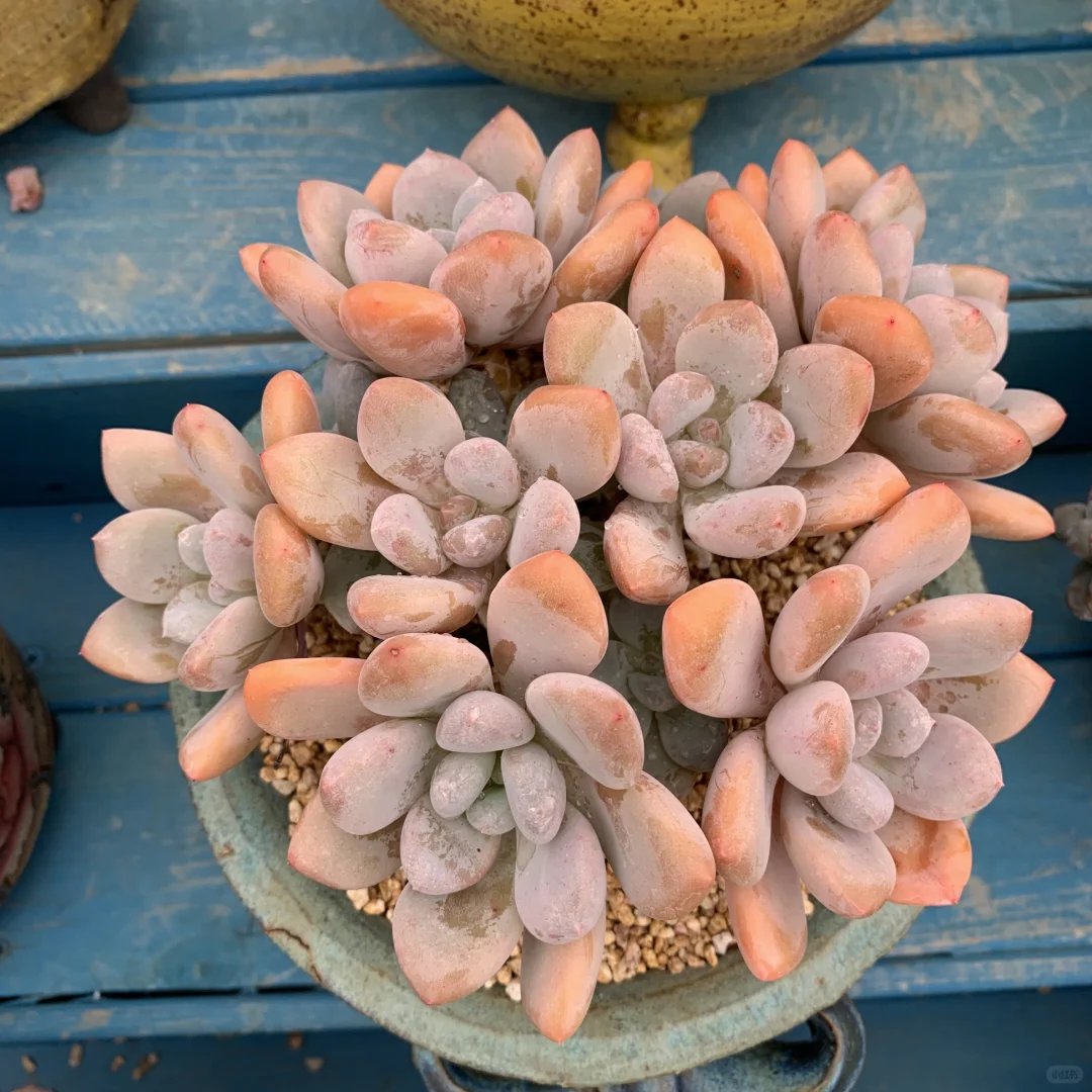 还没全状态的丑美人系列