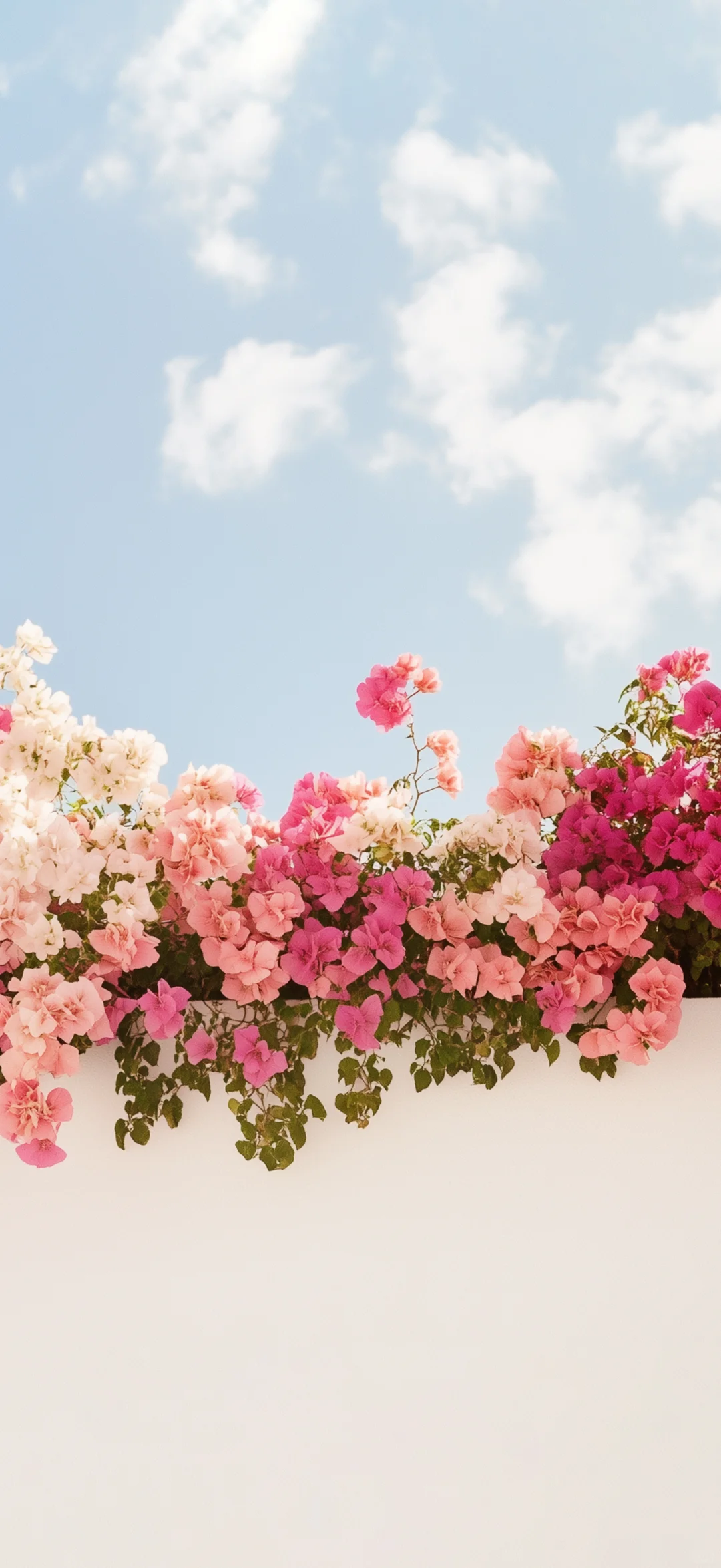 真的不小心删了，永远爱花花天空的壁纸