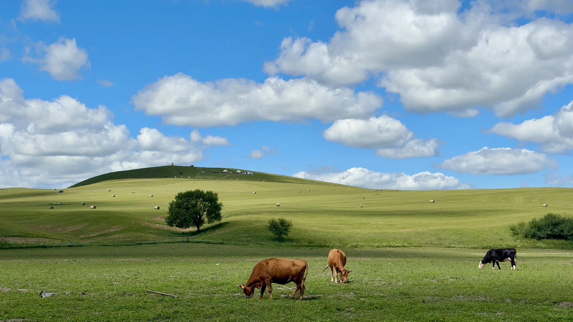 Windows桌面get，牛马牛马～电脑前面你和我～