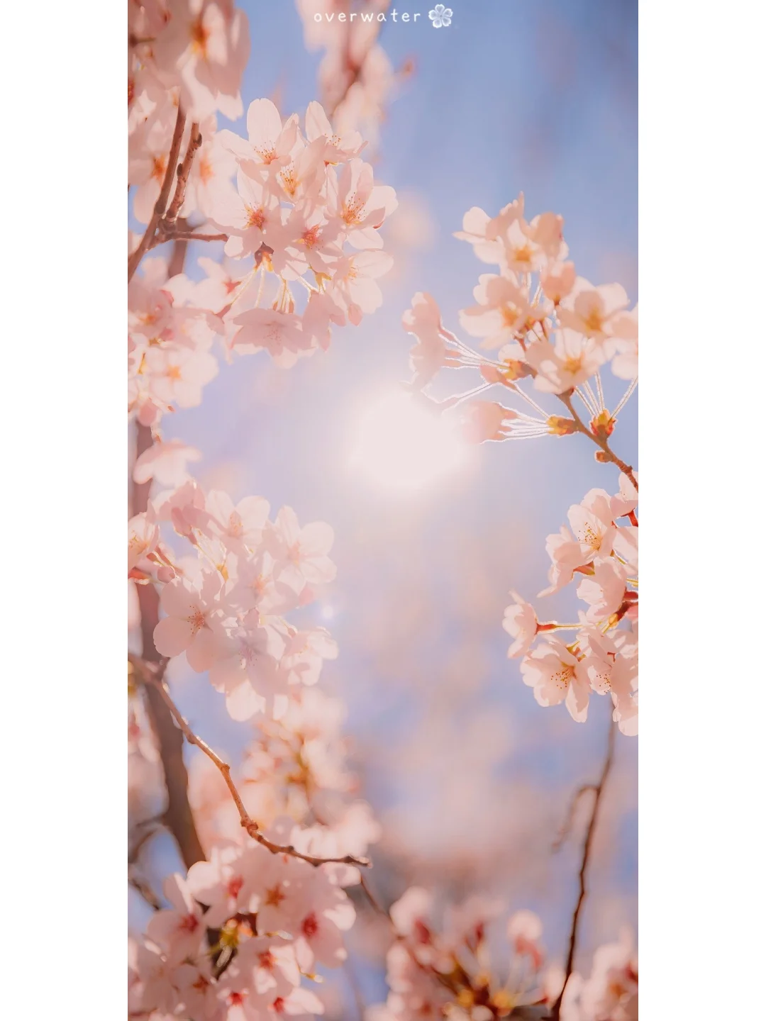 壁纸｜日系唯美静好手机壁纸