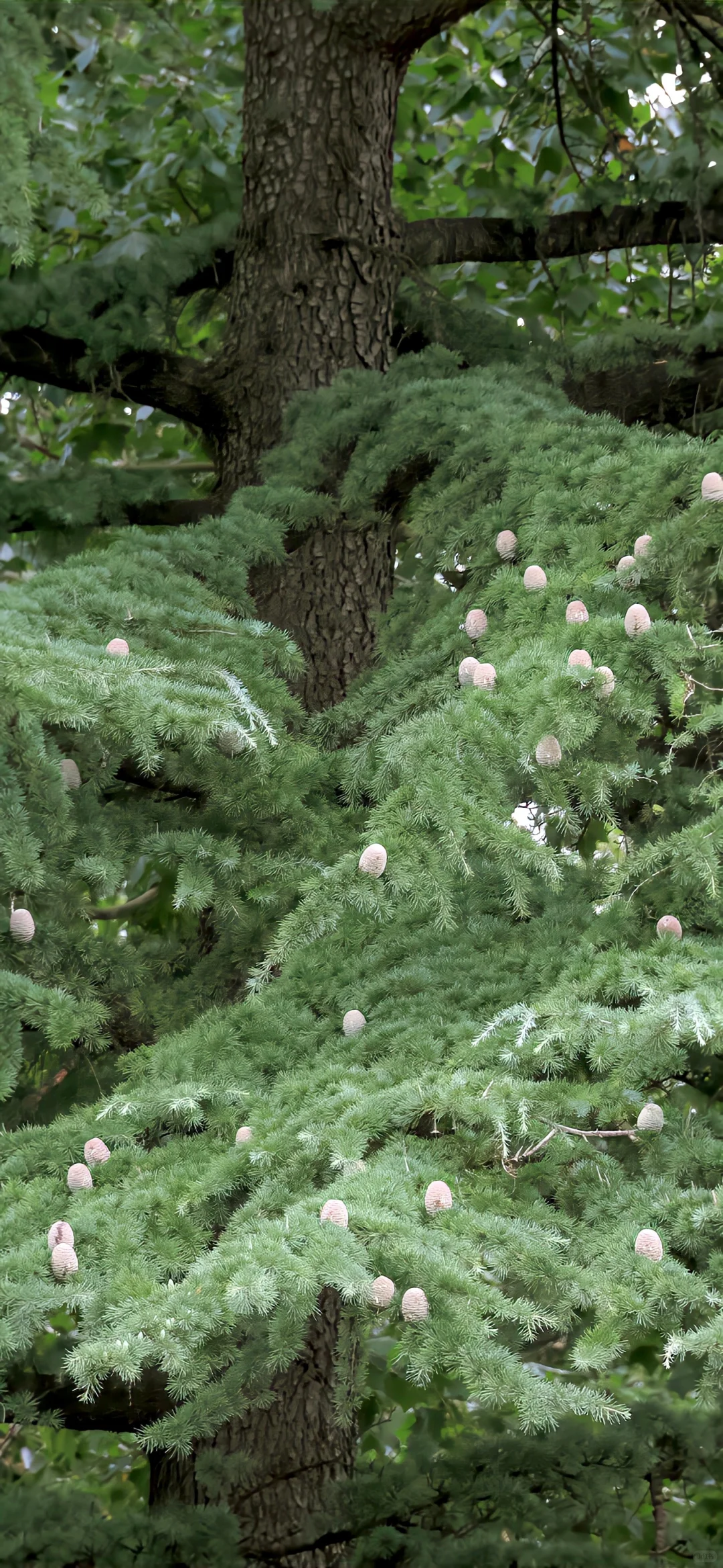 一期冬日壁纸分享 ʚ🤍ɞ⑅.°🪽