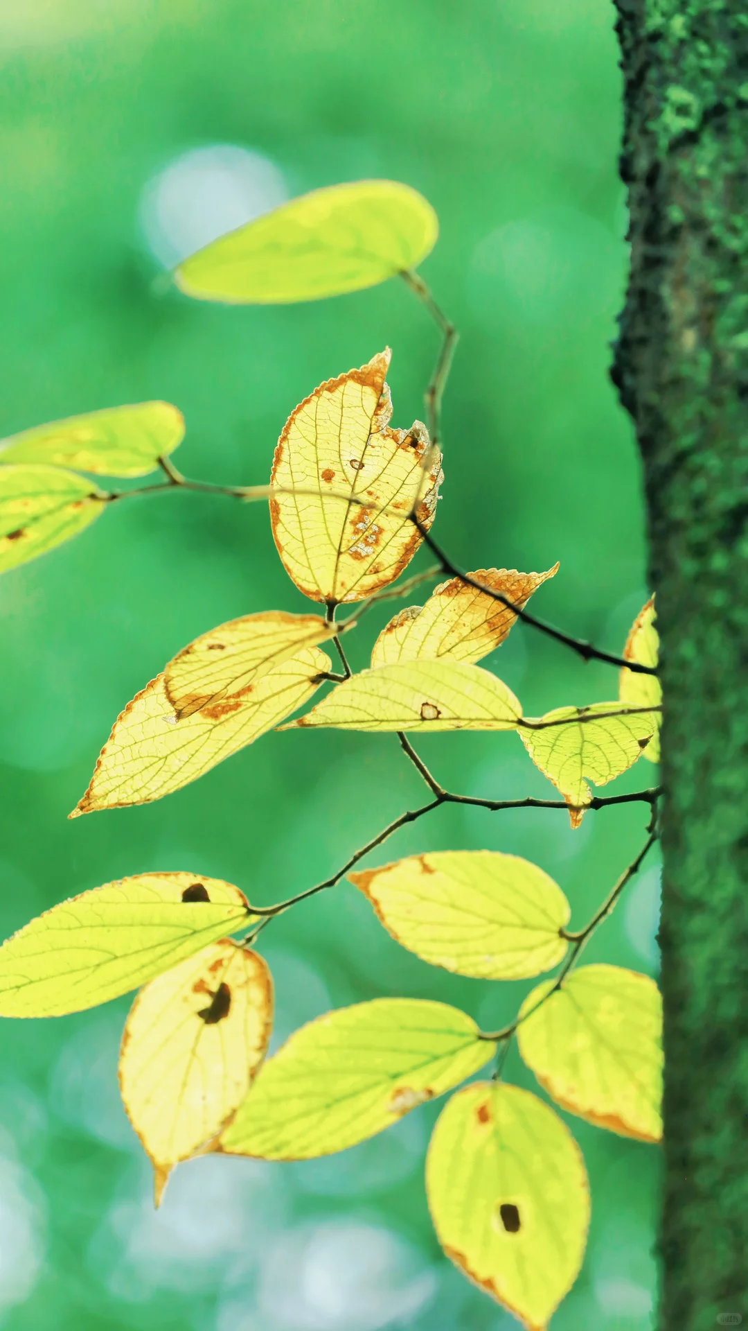 今日秋分，请你看全屏的秋天🍂