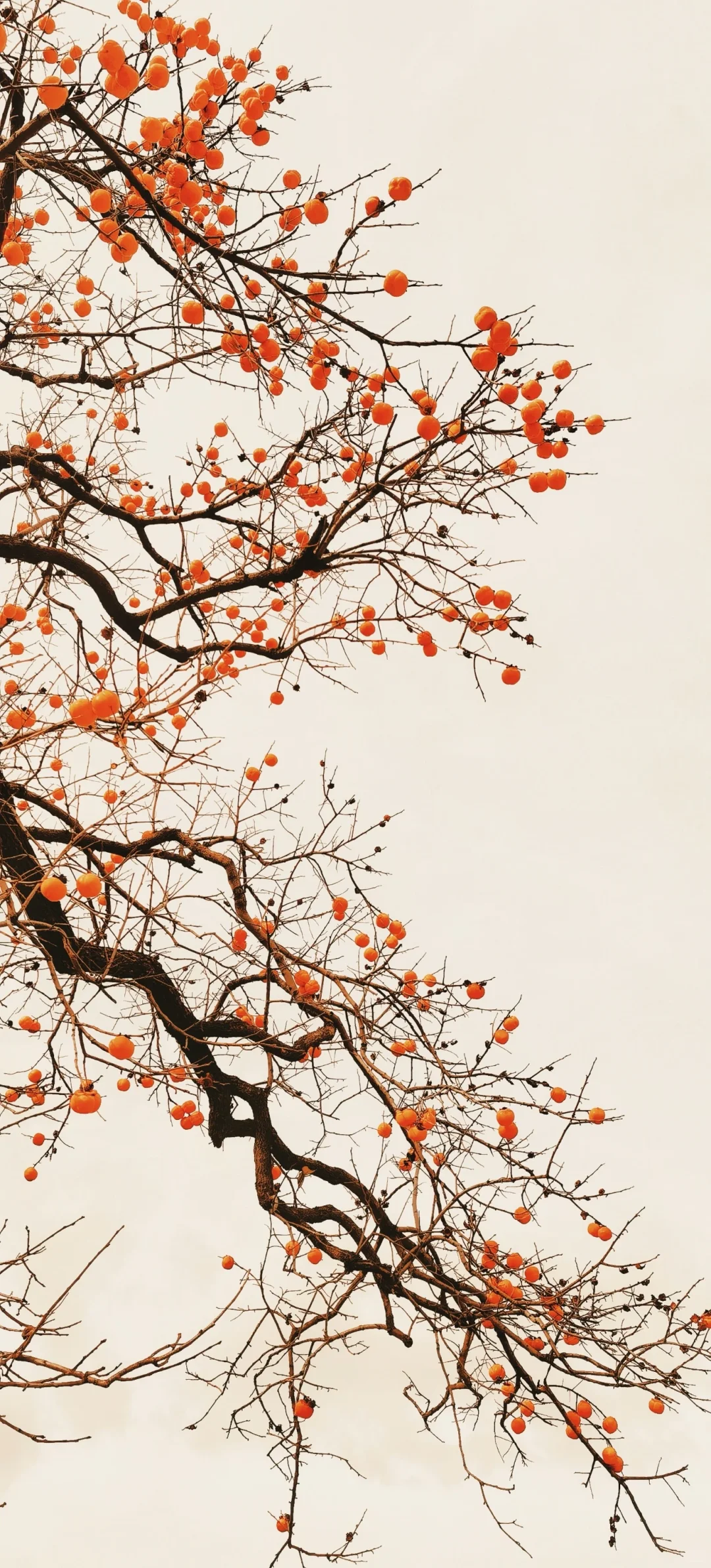 秋天里的柿子树——精美壁纸