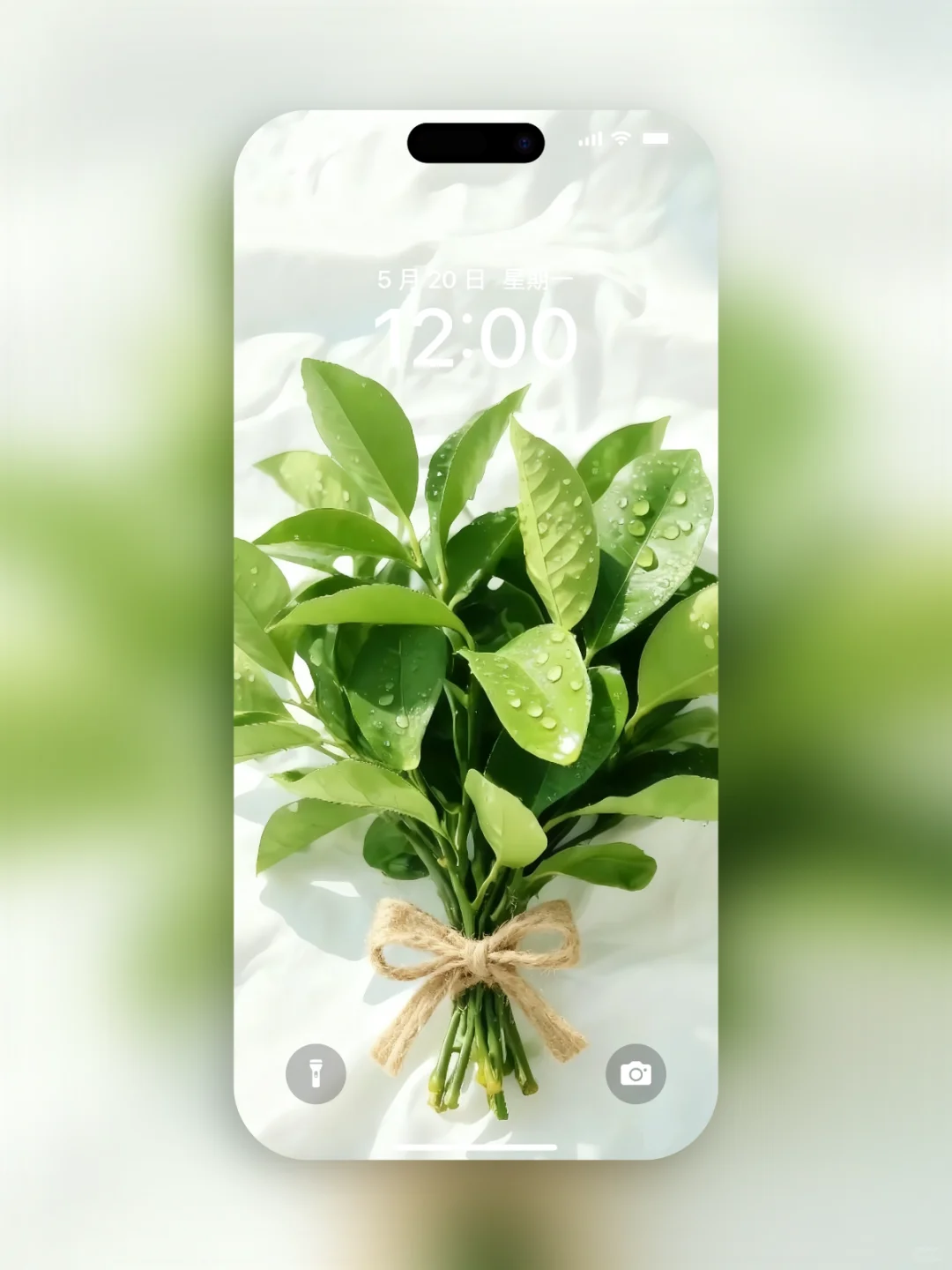 柚子叶｜手机壁纸138