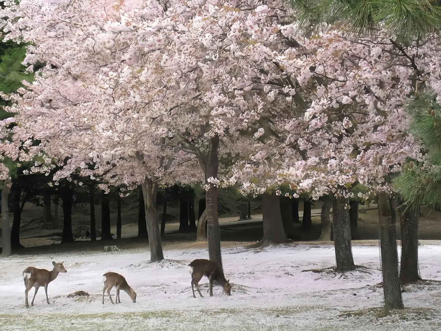 氛围感壁纸｜高级感十足的ipad壁纸