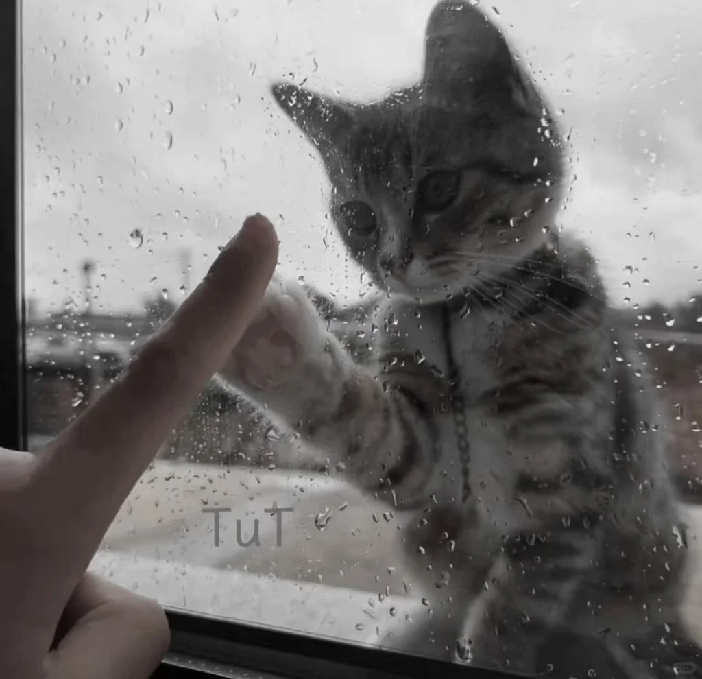 𝙒𝙚𝘾𝙝𝙖𝙩背景图｜小众小猫背景图