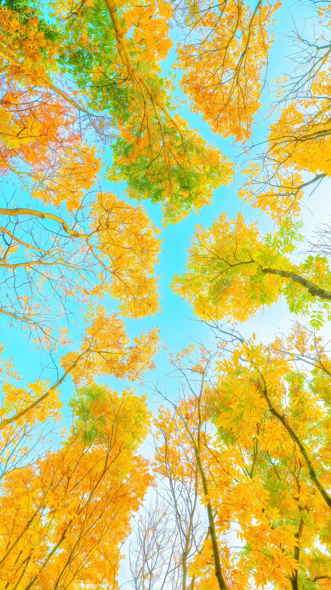 今日秋分，请你看全屏的秋天🍂