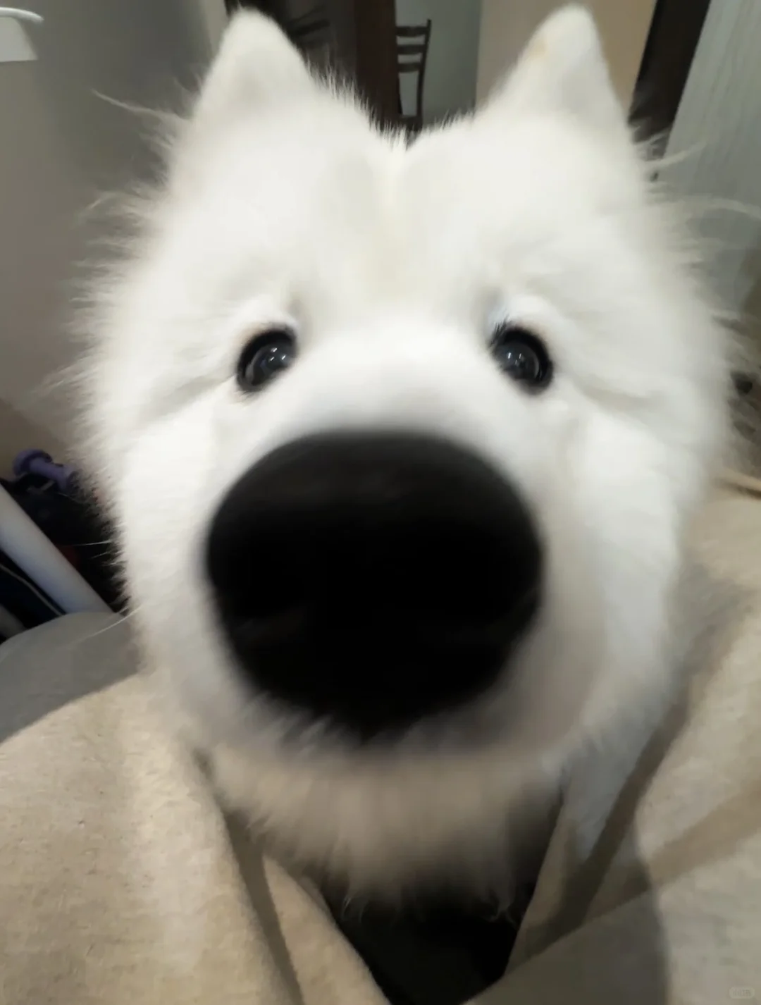 壁纸｜10万人想要蜡笔小新的壁纸