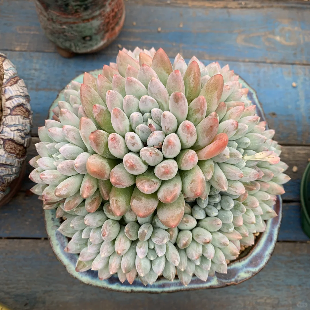 还没全状态的丑美人系列