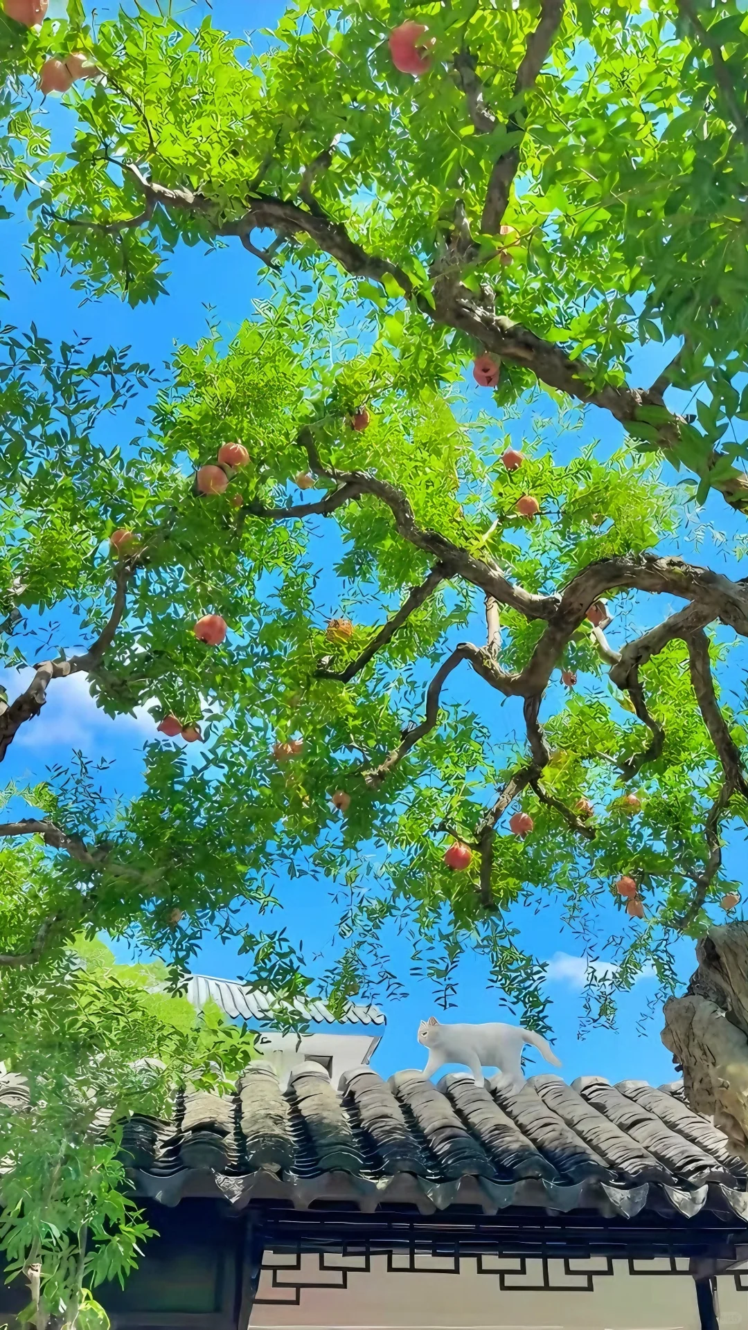 护眼壁纸｜是旷野，是自由🍊