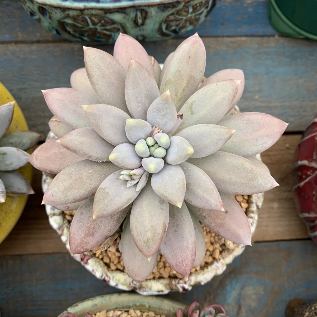 还没全状态的丑美人系列