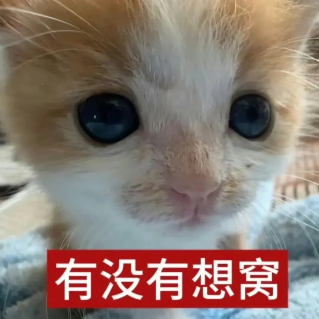 我太爱这种小猫表情包了！5⃣️3⃣️