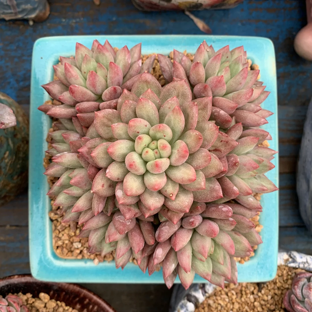 还没全状态的丑美人系列