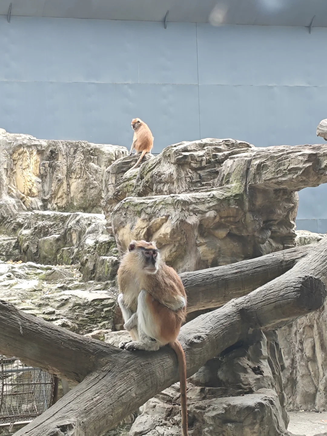 游动物园，别人家是小天使，我家叛逆奥特曼